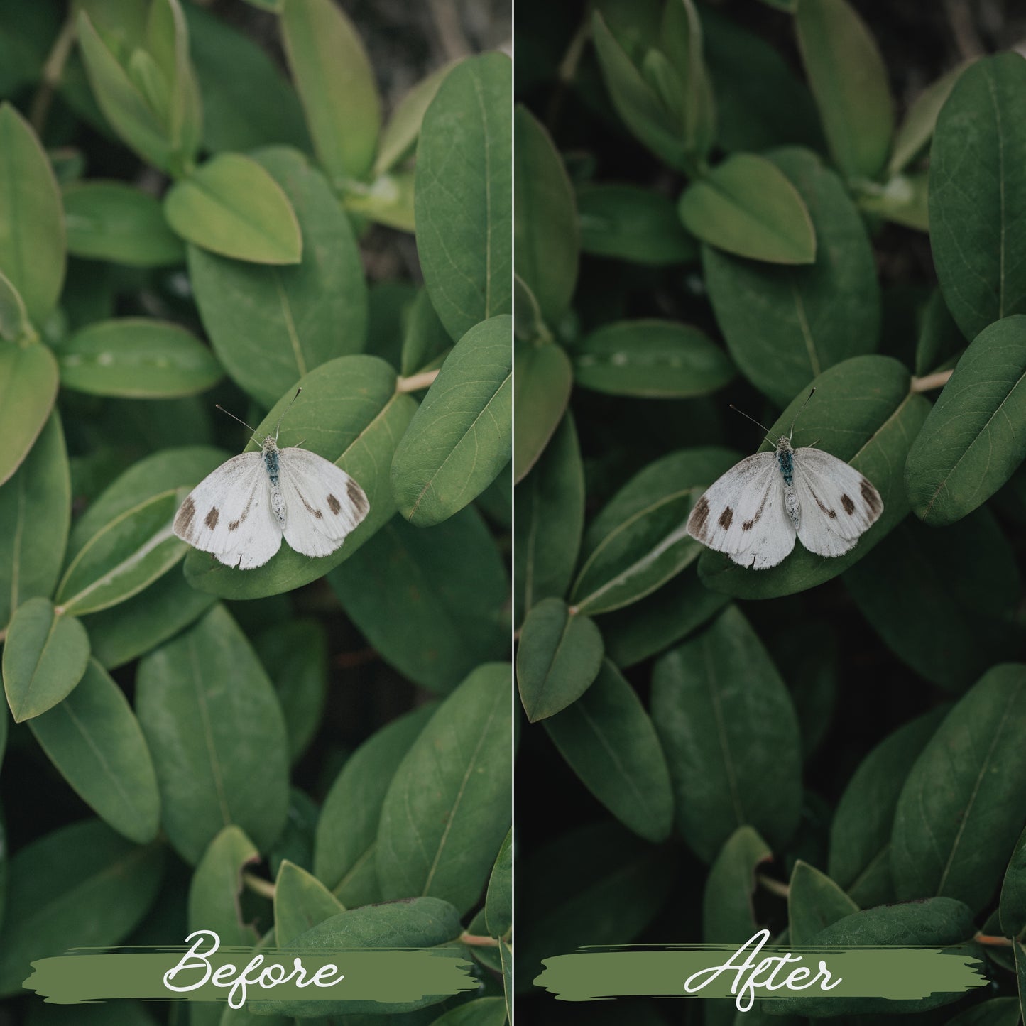 Soft Green Lightroom Presets