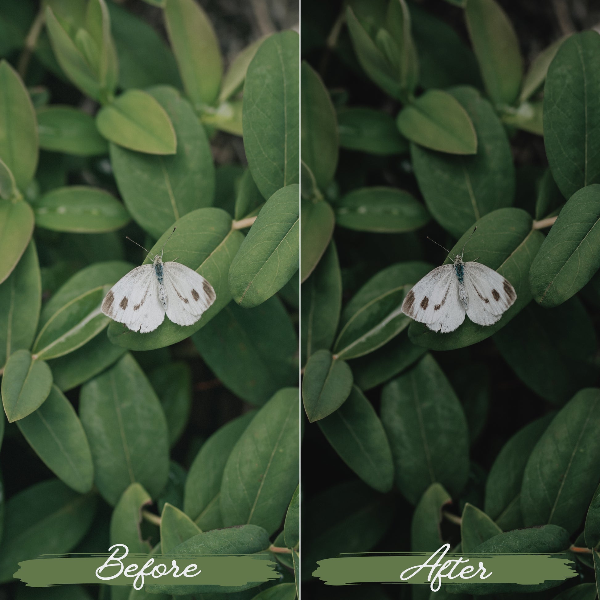Soft Green Lightroom Presets