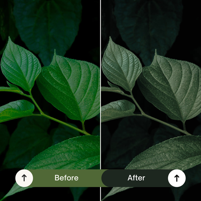 Cinematic Green Lightroom Presets