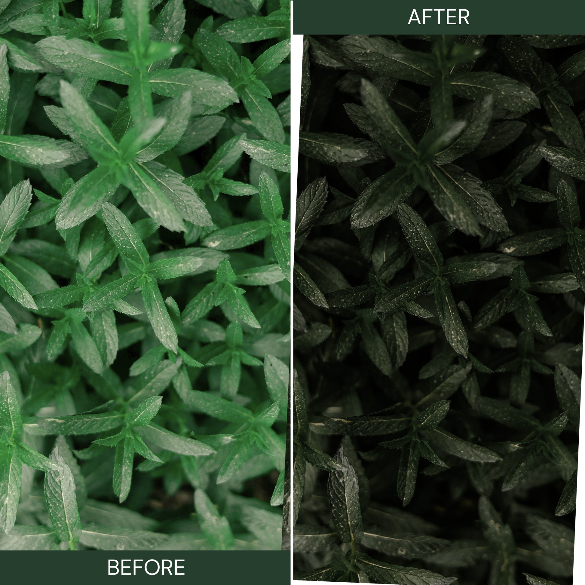 Moody Green Lightroom Presets