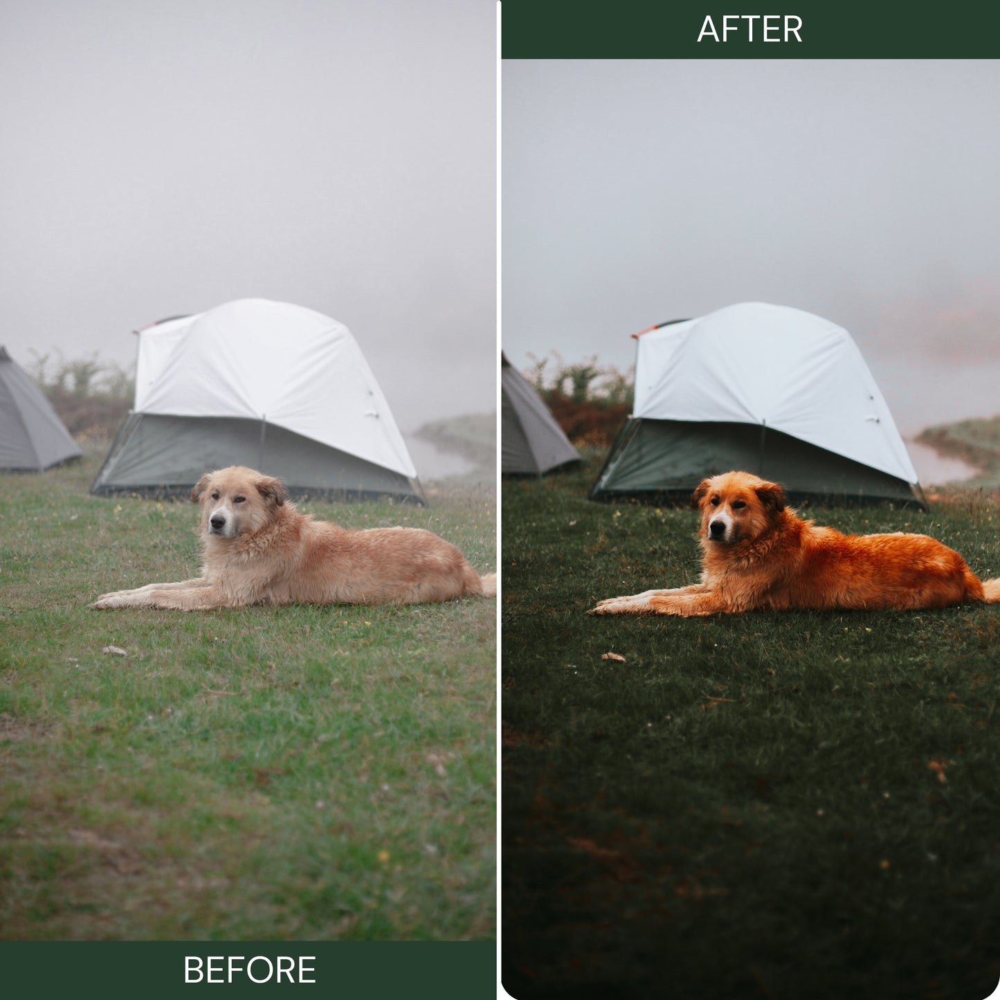 Moody Green Lightroom Presets