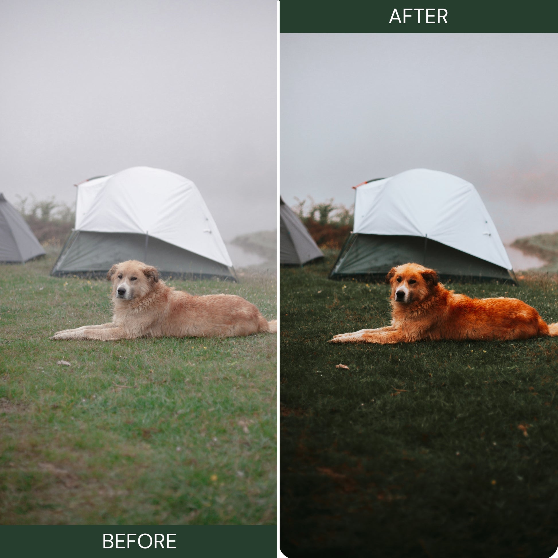 Moody Green Lightroom Presets